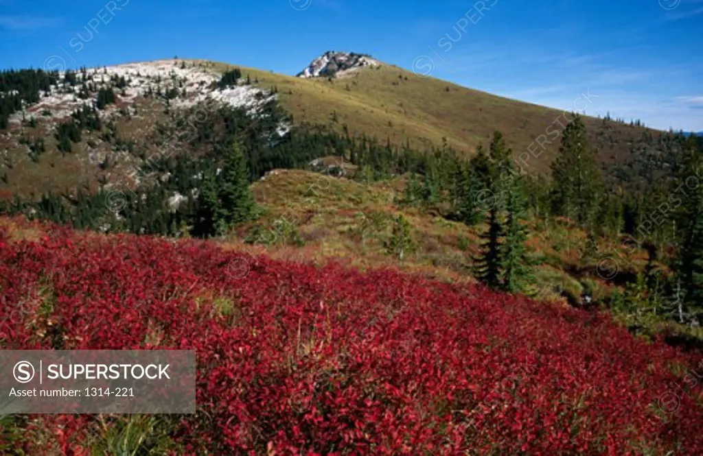 HuckleberriesBitterroot MountainsMontana, USA