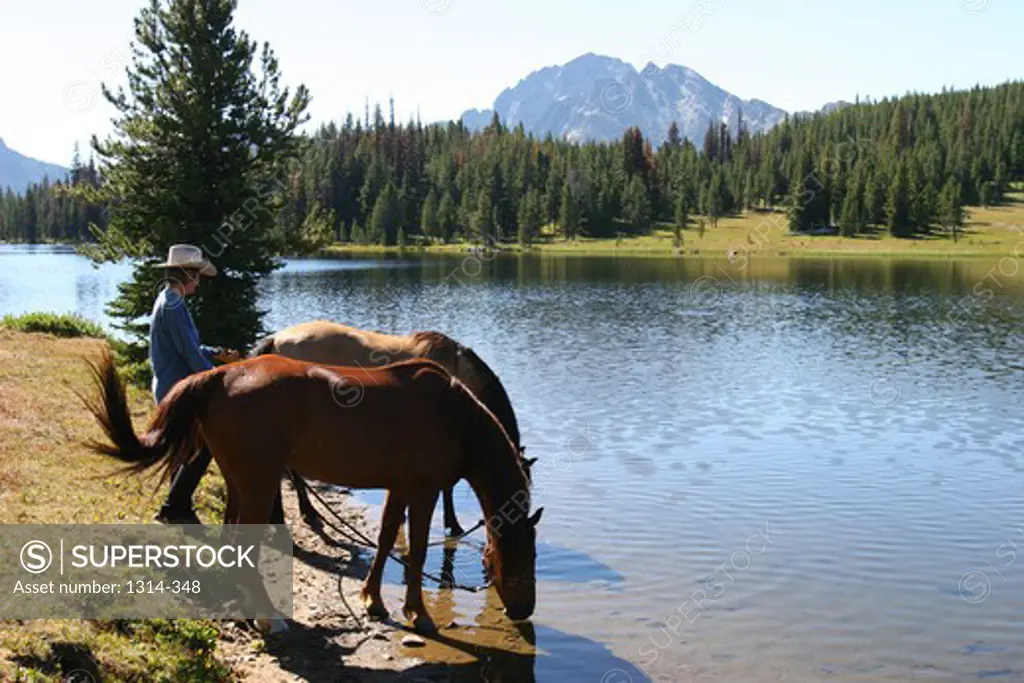 USA, Washington, Pasayten Wilderness, cowboy with horses drinking from river