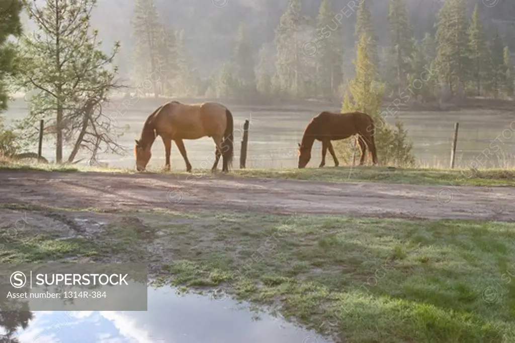 USA, Montana, Ronan, Flathead National Forest, Horses by river, pond, and reflection