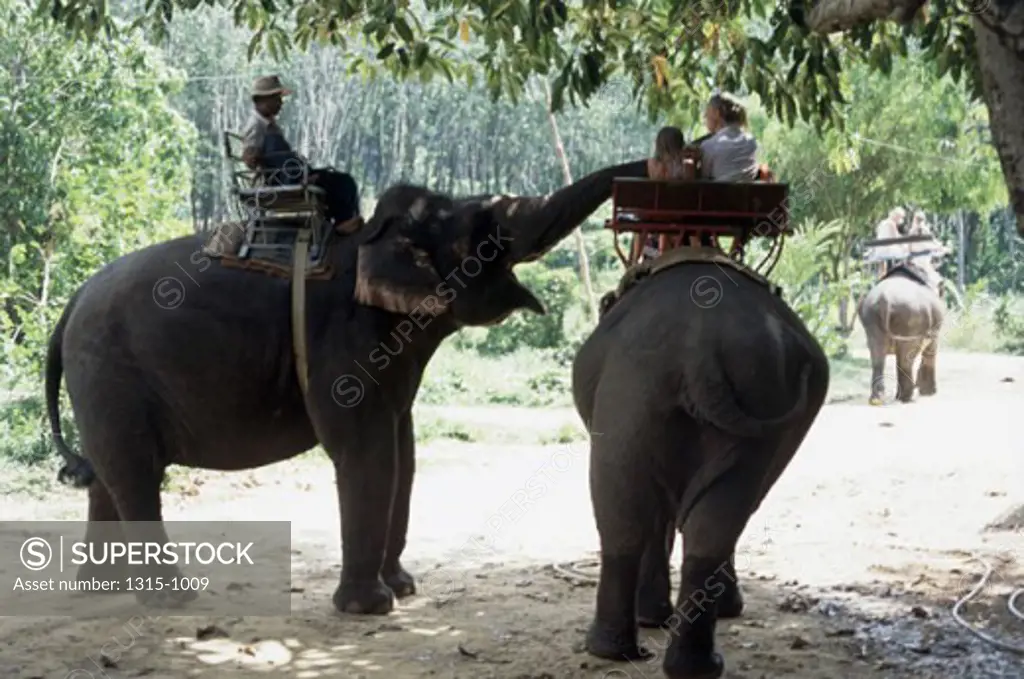 Tourists riding elephants in a forest, Ao Nang, Thailand