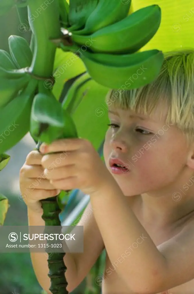 Close-up of a boy looking at a banana on a banana tree