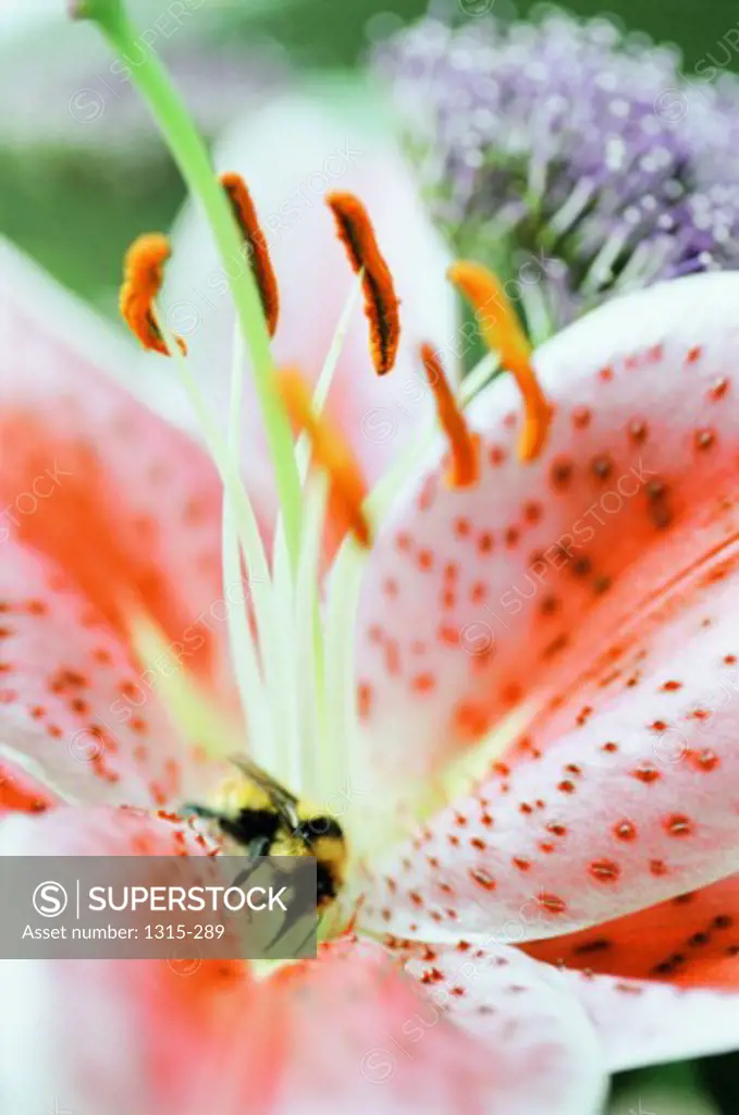 Close-up of a bumblebee pollinating a lily