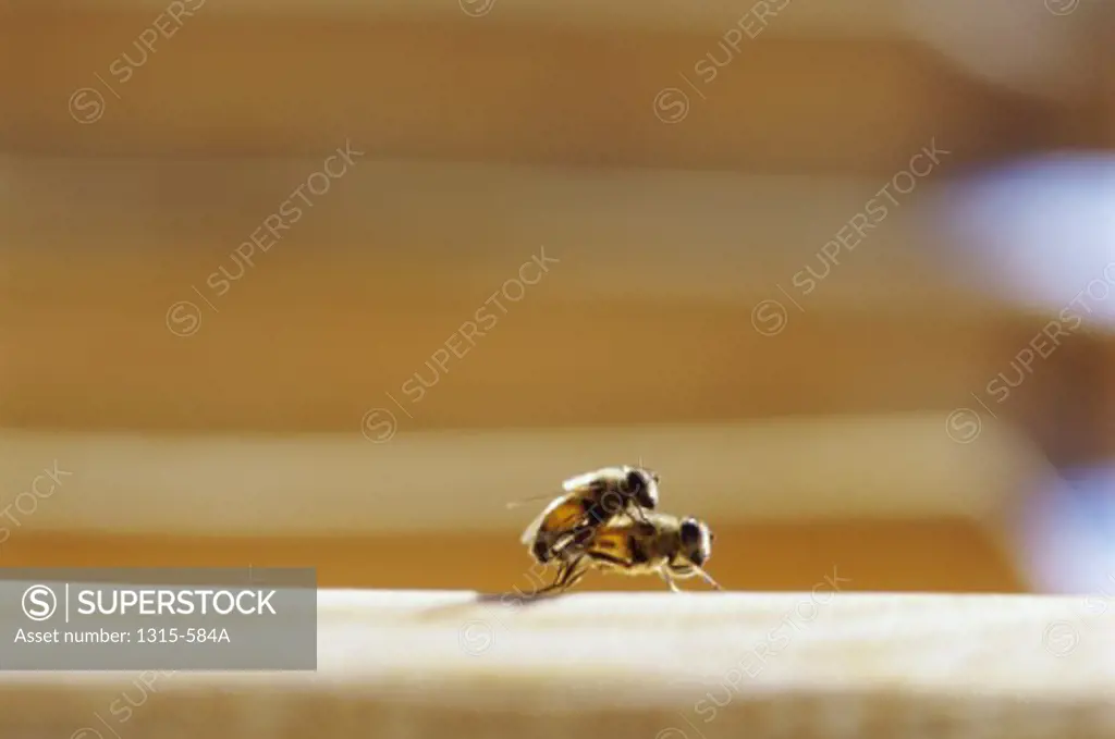 Close-up of two honeybees mating (Apis mellifera)