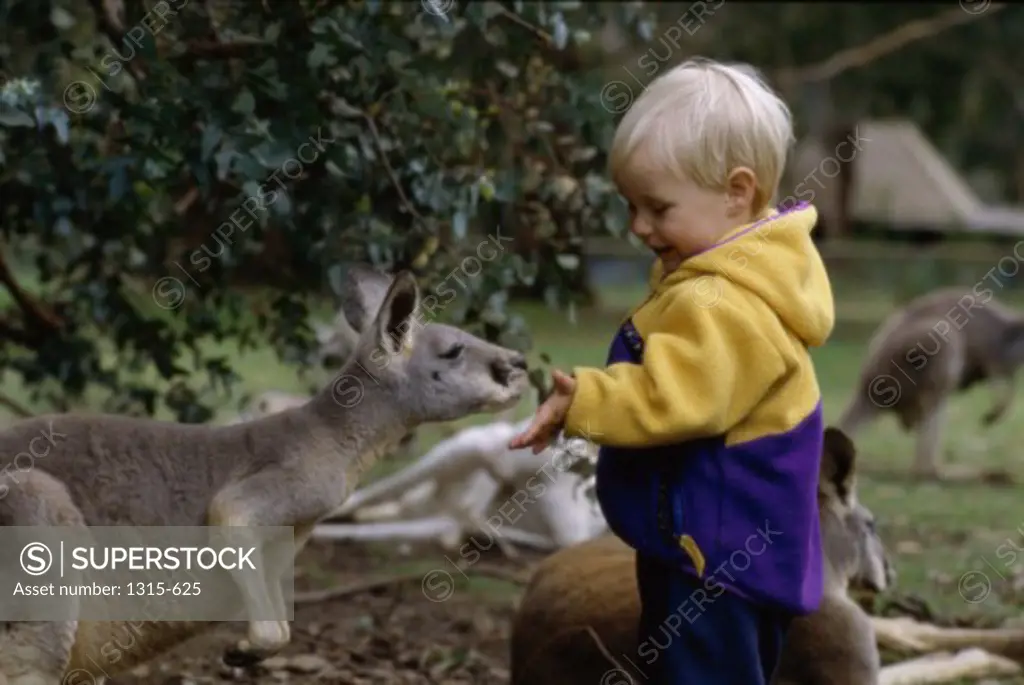 Side profile of a boy feeding a kangaroo in a zoo, Australia