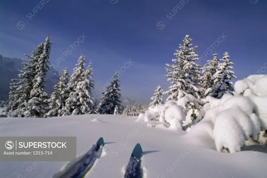 Two skis on snow, Banff National Park, Alberta, Canada