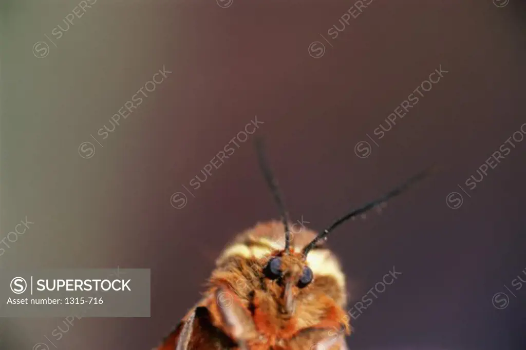 Close-up of a moth