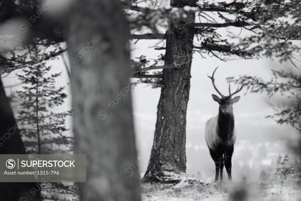 Elk standing near a tree in a forest, Canadian Rockies, Canada