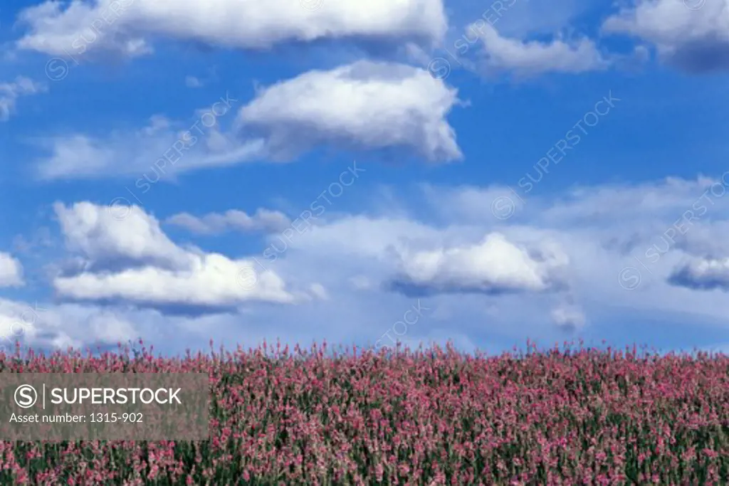 Flowers growing in a field, Alberta, Canada