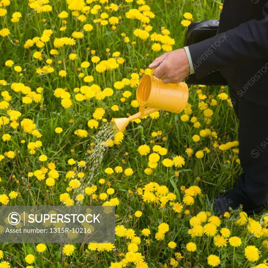 Canada, Alberta, Businessman pouring water from bucket onto field of dandelion flowers