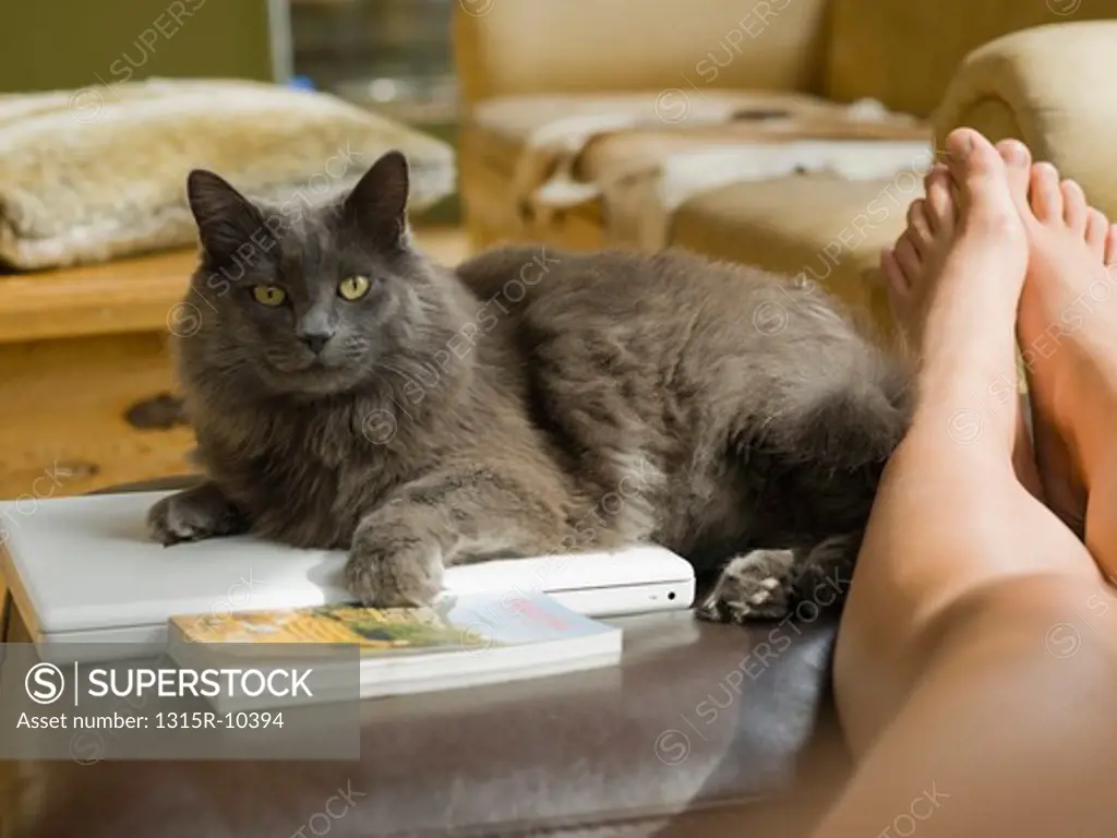 Canada, Alberta, Girl's bare feet and cat lying on laptop