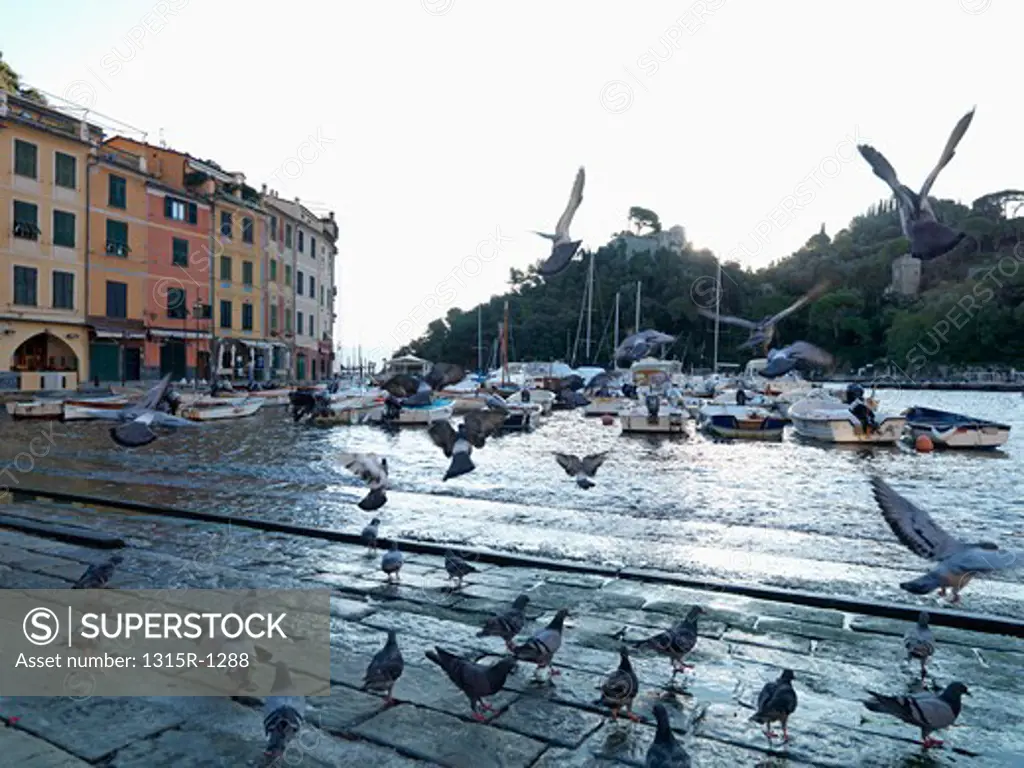 Italy, Liguria, Portofino, seagulls in harbor