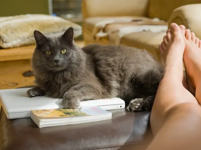 Canada, Alberta, Girl's bare feet and cat lying on laptop