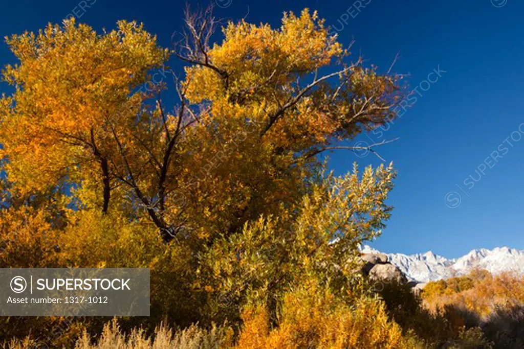Autumnal trees with mountains in the background, Alabama Hills, Lone Pine, California, USA