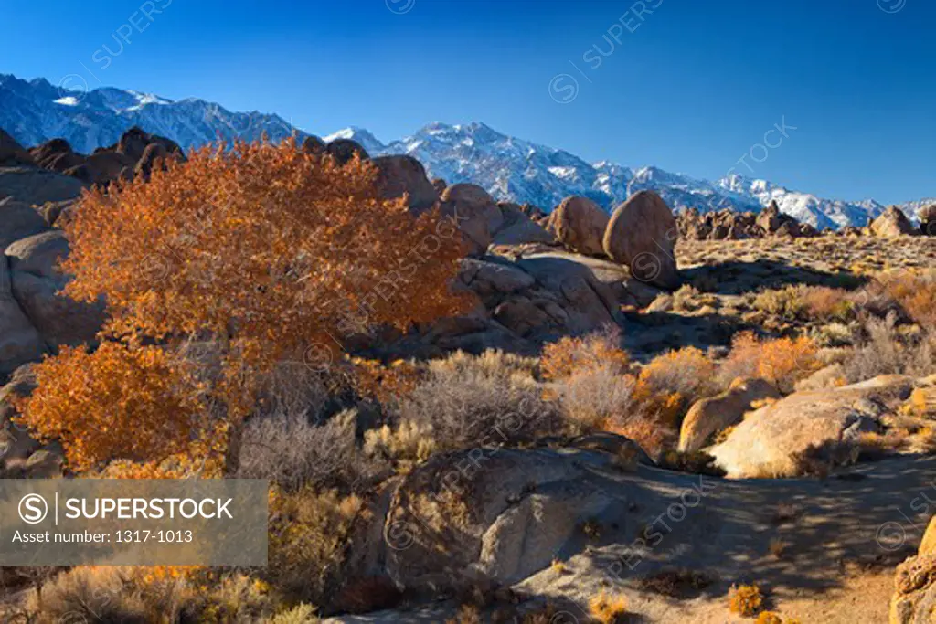 Autumnal trees with rock formations, Alabama Hills, Lone Pine, California, USA