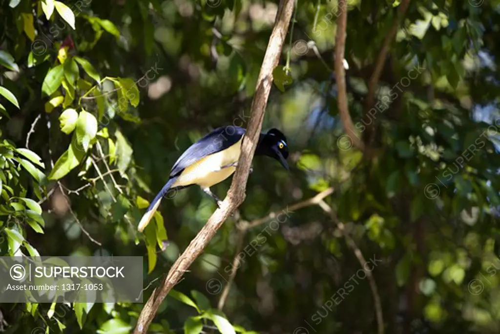 Red-Rumped cacique (Cacicus haemorrhous) perching on a branch, Iguacu National Park, Argentina-Brazil Border