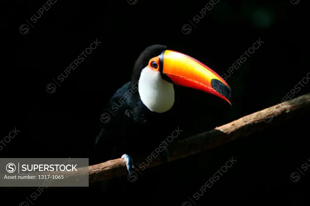Close-up of a Toco toucan (Ramphastos toco), Brazil