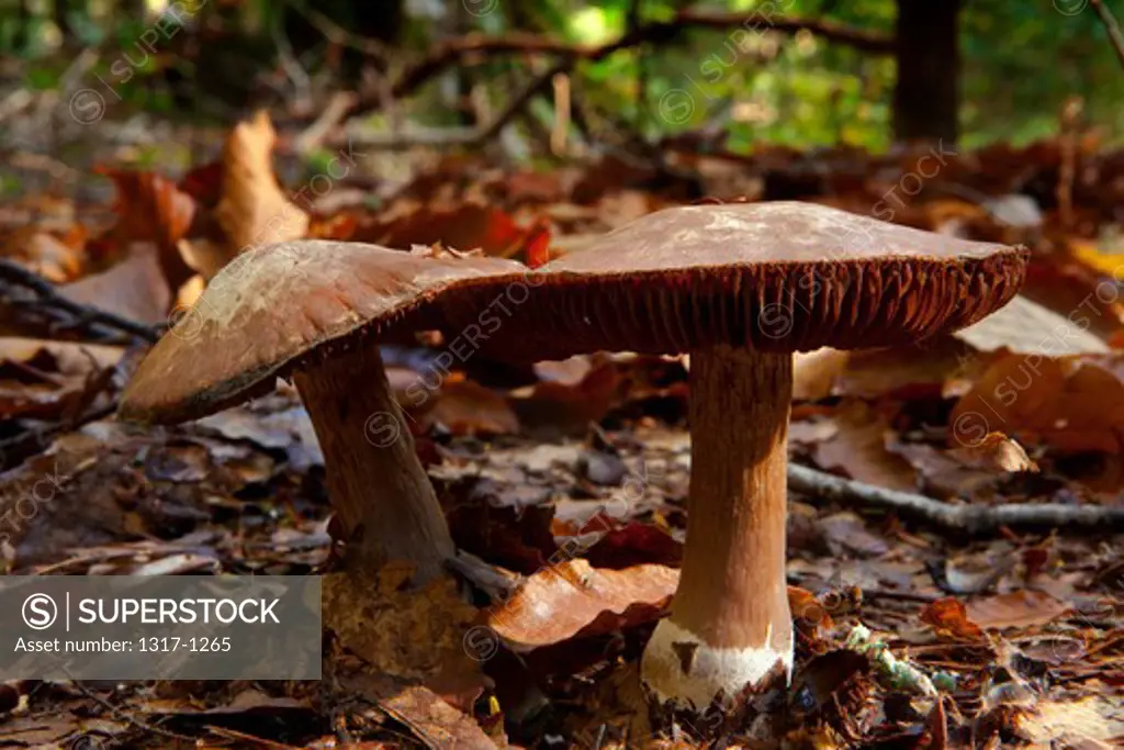 Close-up of mushrooms in the Sipsey Wilderness, Bankhead National Forest, Alabama, USA