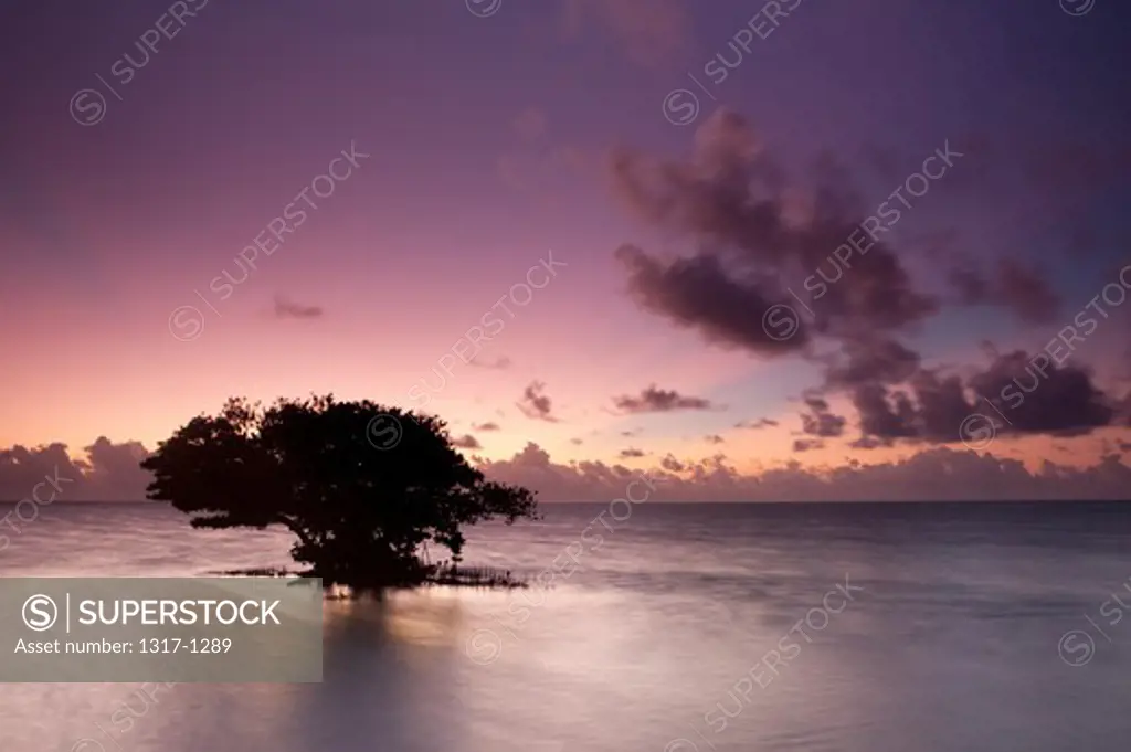 Silhouette of a mangrove tree, Annes Beach, Lower Matecumbe Key, Islamorada, Florida, USA