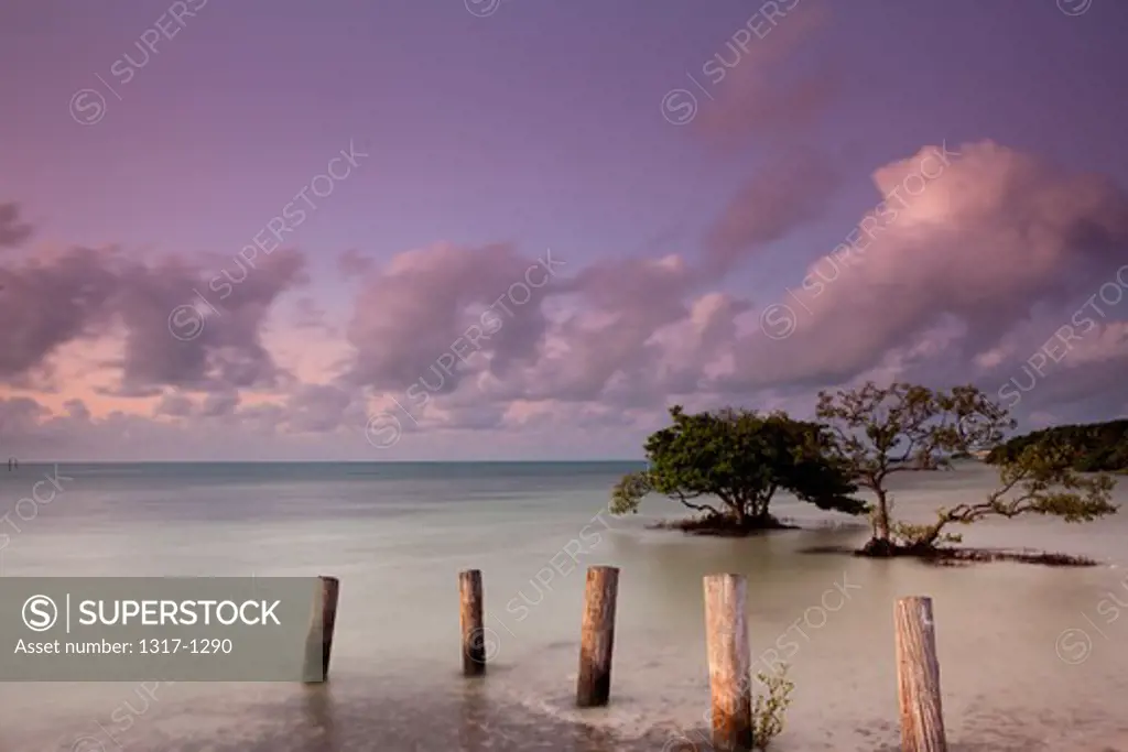 Silhouette of a mangrove tree, Annes Beach, Lower Matecumbe Key, Islamorada, Florida, USA