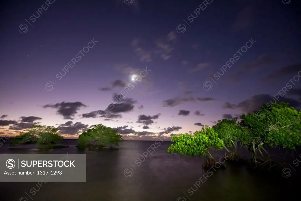 Mangrove trees at dawn, Big Pine Key, Florida, USA