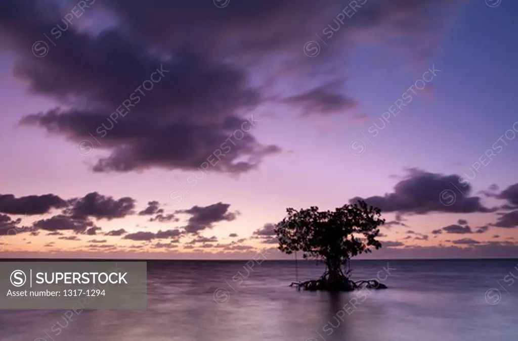Mangrove trees at dawn, Big Pine Key, Florida, USA
