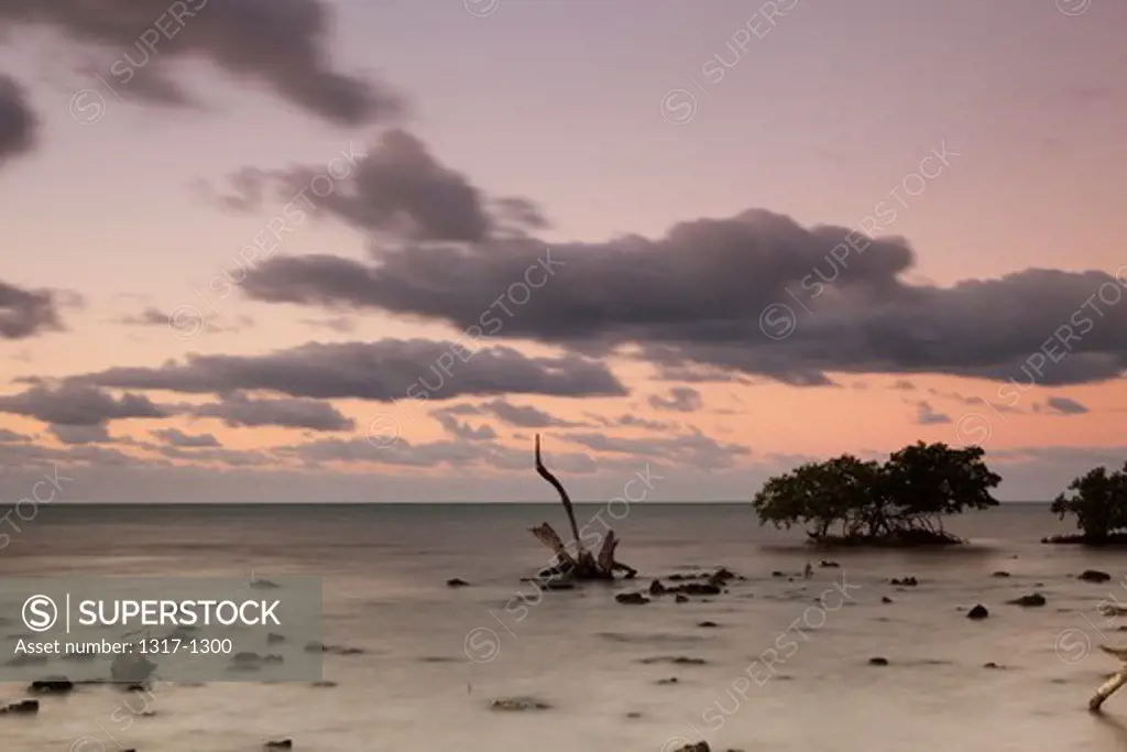 USA, Florida, Big Pine Key, Mangrove trees at sunrise