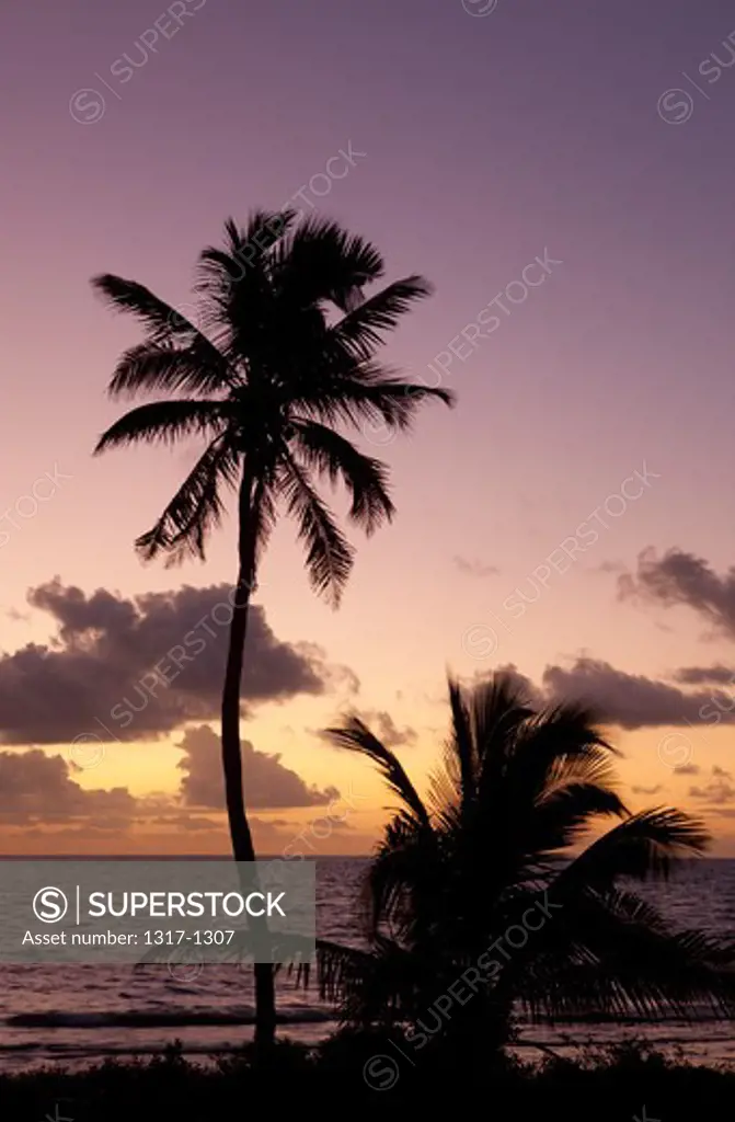 USA, Florida, Bahia Honda Key, Dawn sunlight with palm trees