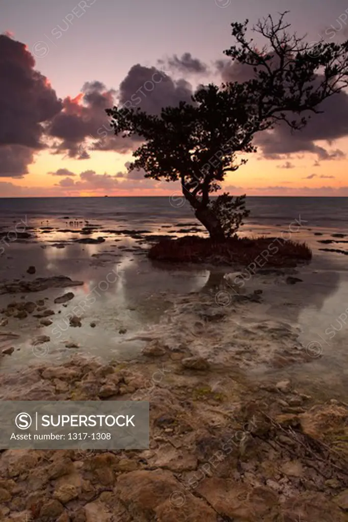 USA, Florida, Spanish Key, Dawn sunlight and mangrove tree