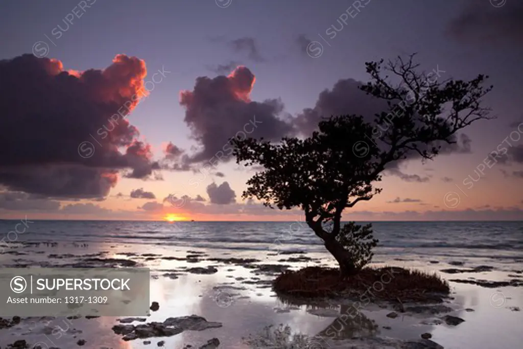 USA, Florida, Spanish Key, Dawn sunlight and mangrove tree