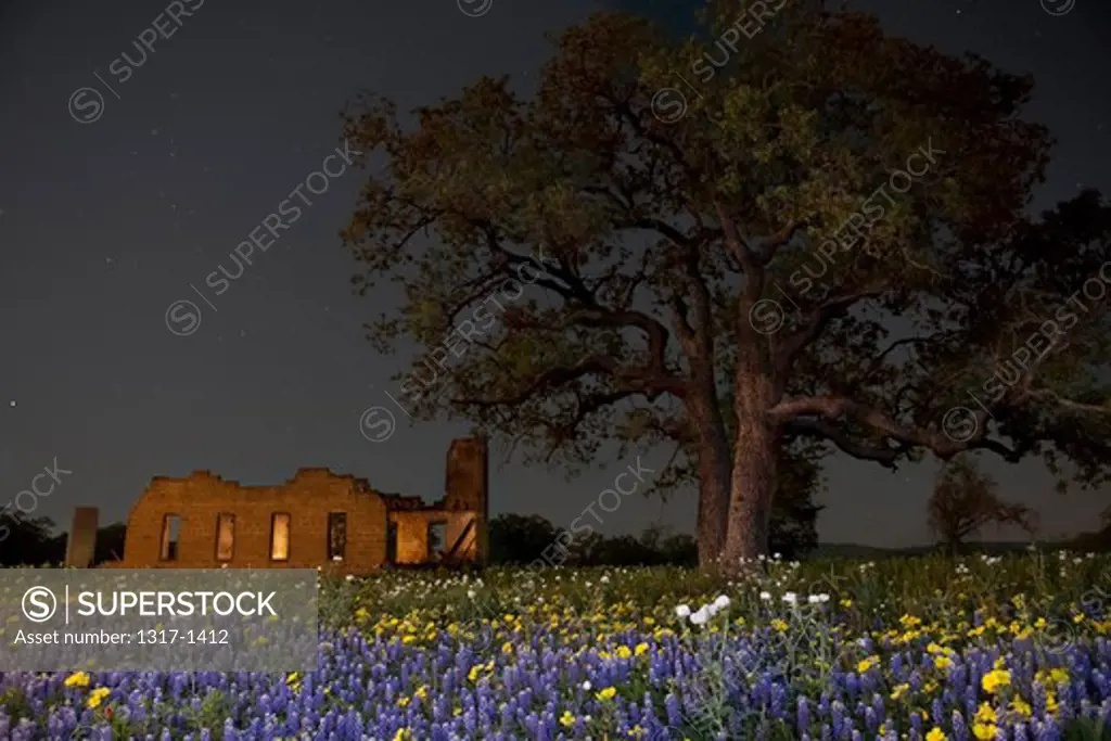 Texas bluebonnets (Lupininus texensis) in a field, Texas Hill Country, Texas, USA