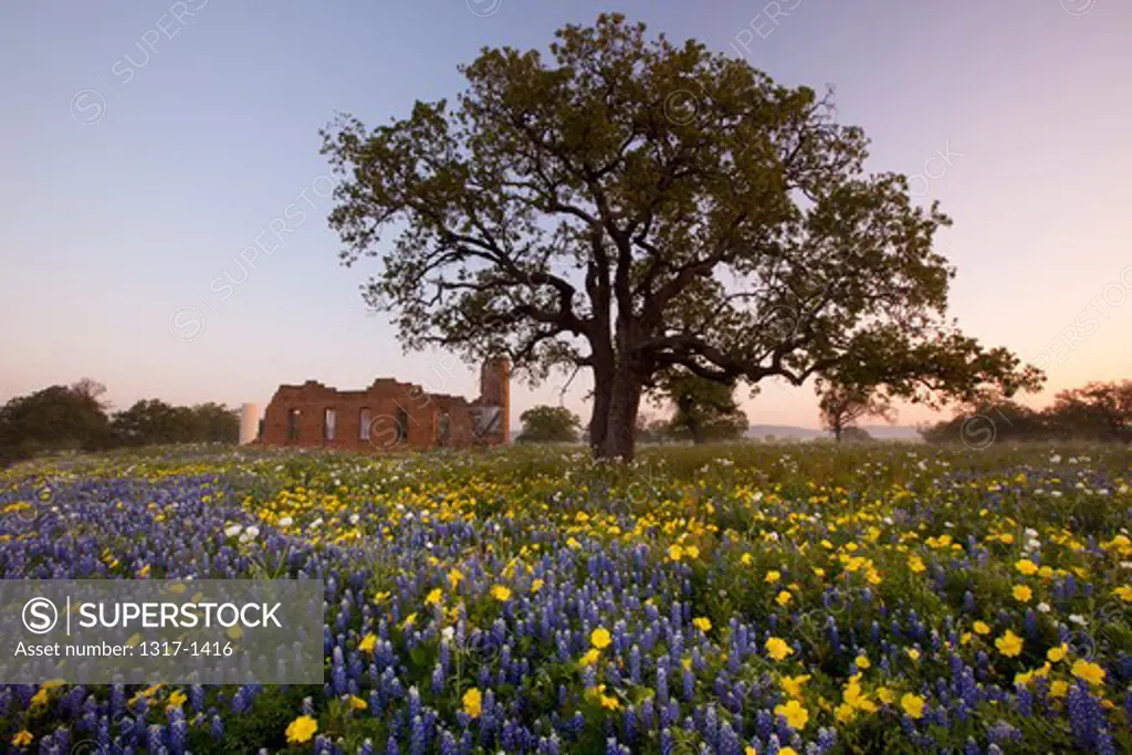 Texas bluebonnets (Lupininus texensis) in a field, Texas Hill Country, Texas, USA