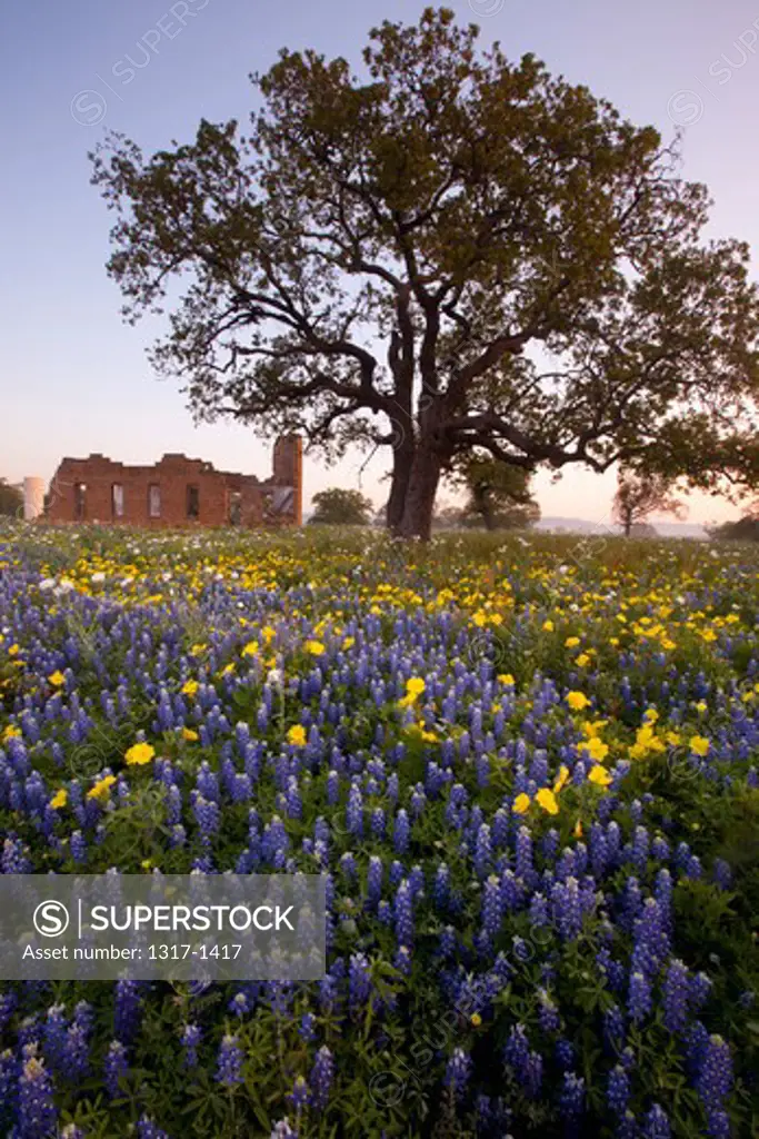 Texas bluebonnets (Lupininus texensis) in a field, Texas Hill Country, Texas, USA