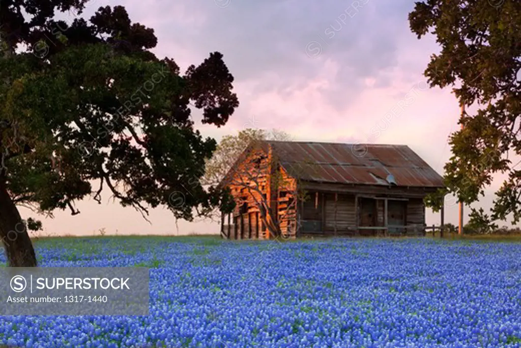 Abandoned barn in a Texas bluebonnets (Lupininus texensis) field, Texas Hill Country, Texas, USA