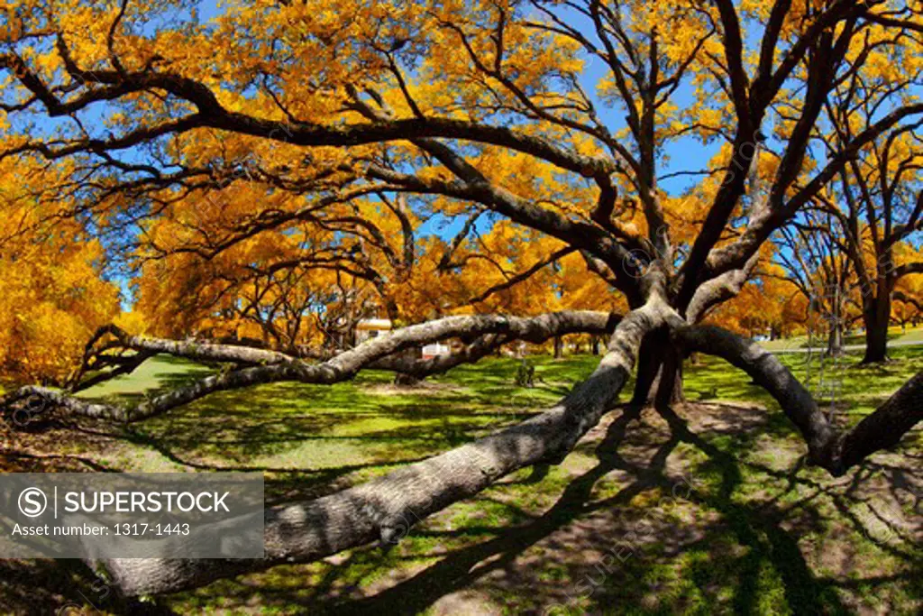 900 years old Holm Oak tree, Texas, USA