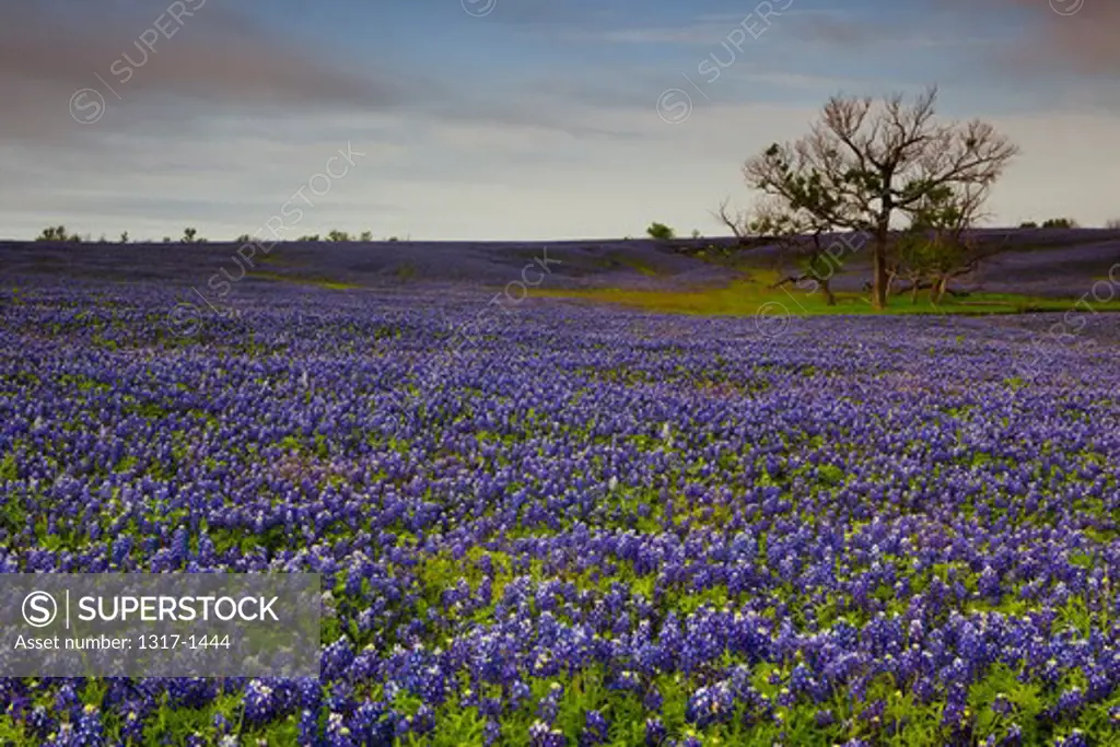 Texas bluebonnets (Lupininus texensis) flowers in a field, Texas Hill Country, Texas, USA