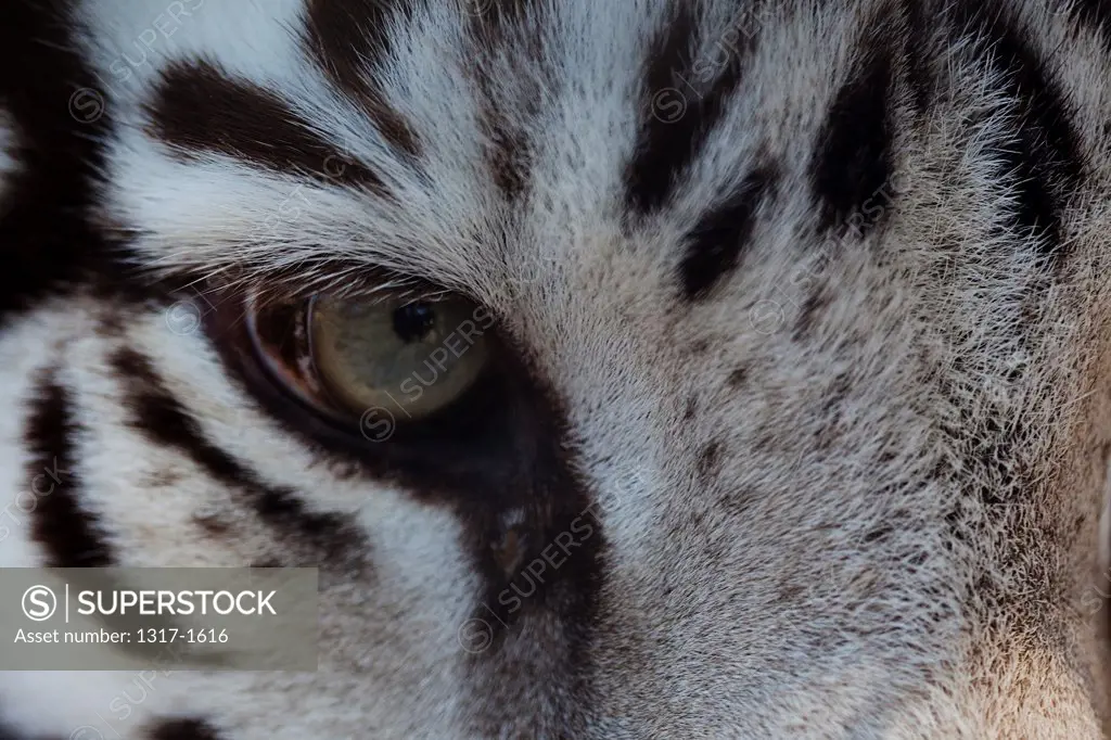 Close-up of eye of Sumatran tiger (Panthera tigris sumatrae)