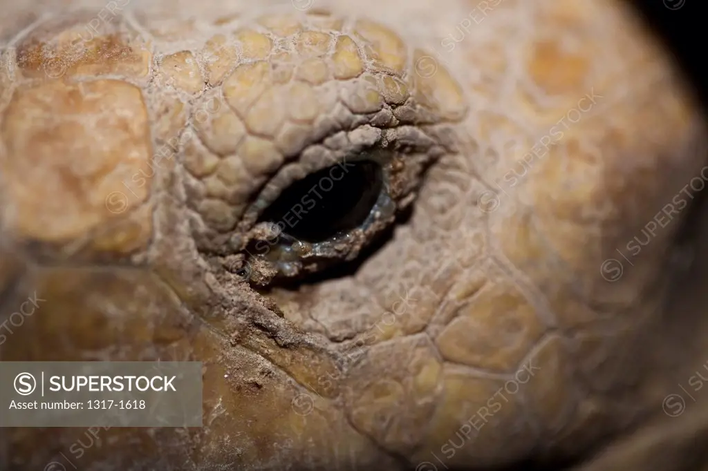 Close-up of a giant tortoise's face