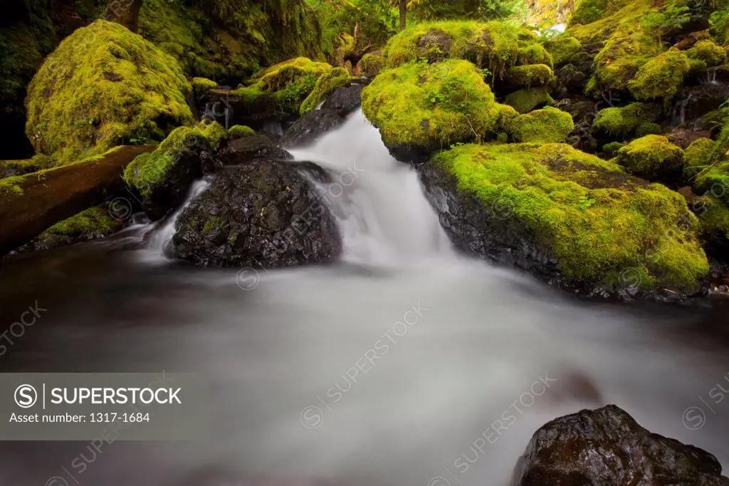 USA, Oregon, Columbia Gorge National Scenic Area, View of Gorton Creek Falls