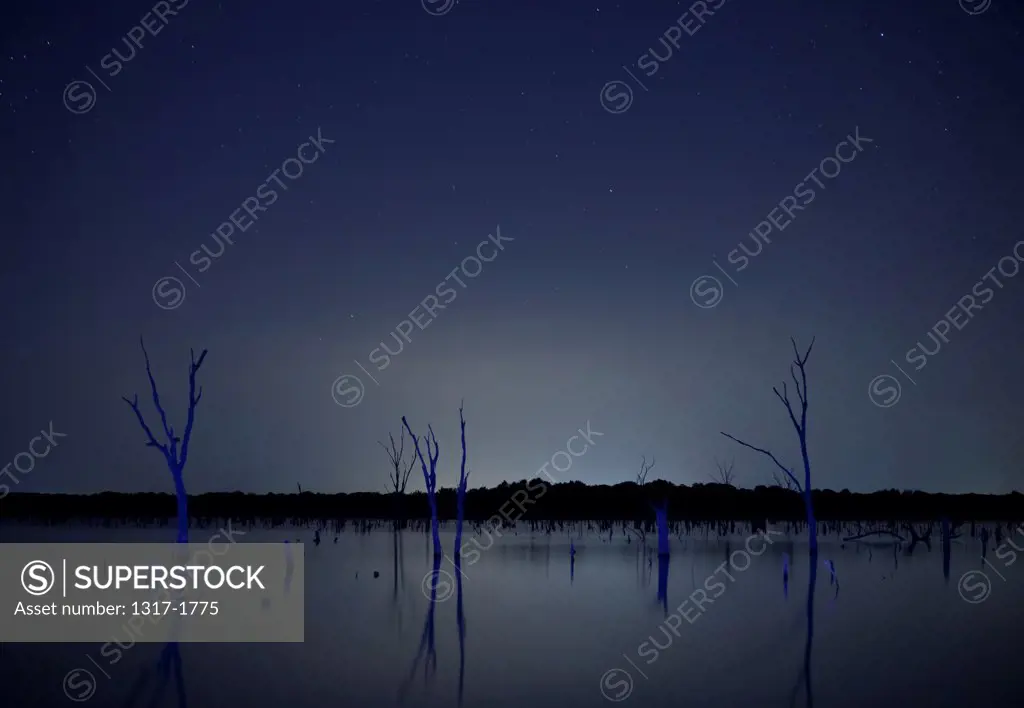 Dead trees in the lake at twilight, Texas, USA