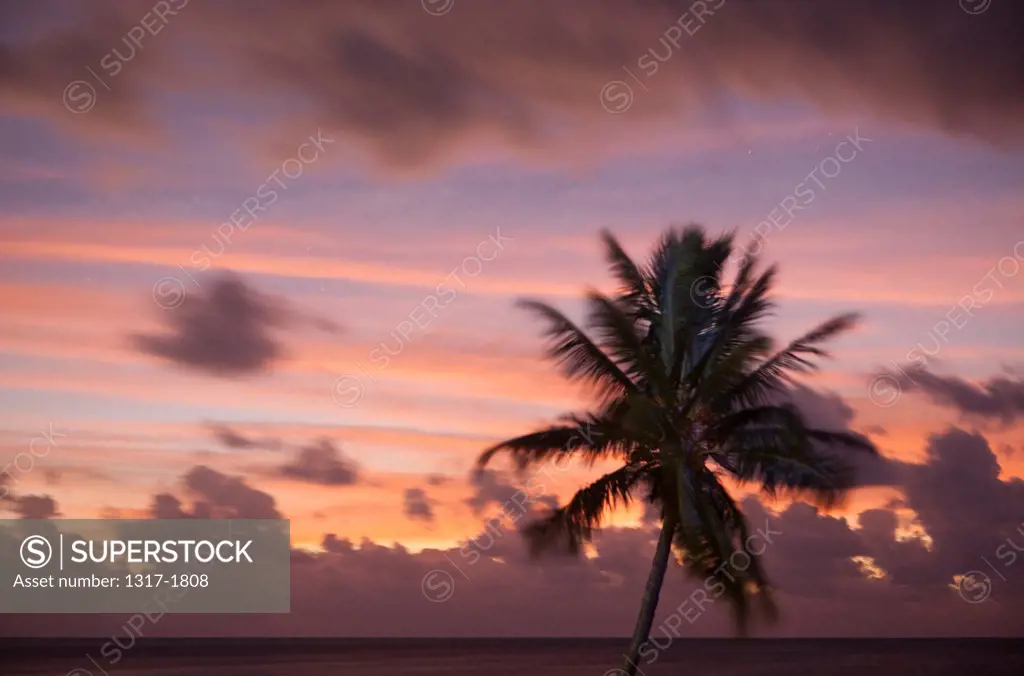 USA, Florida, Bahia Honda Key, Sunset and Palm trees silhouette against clouds