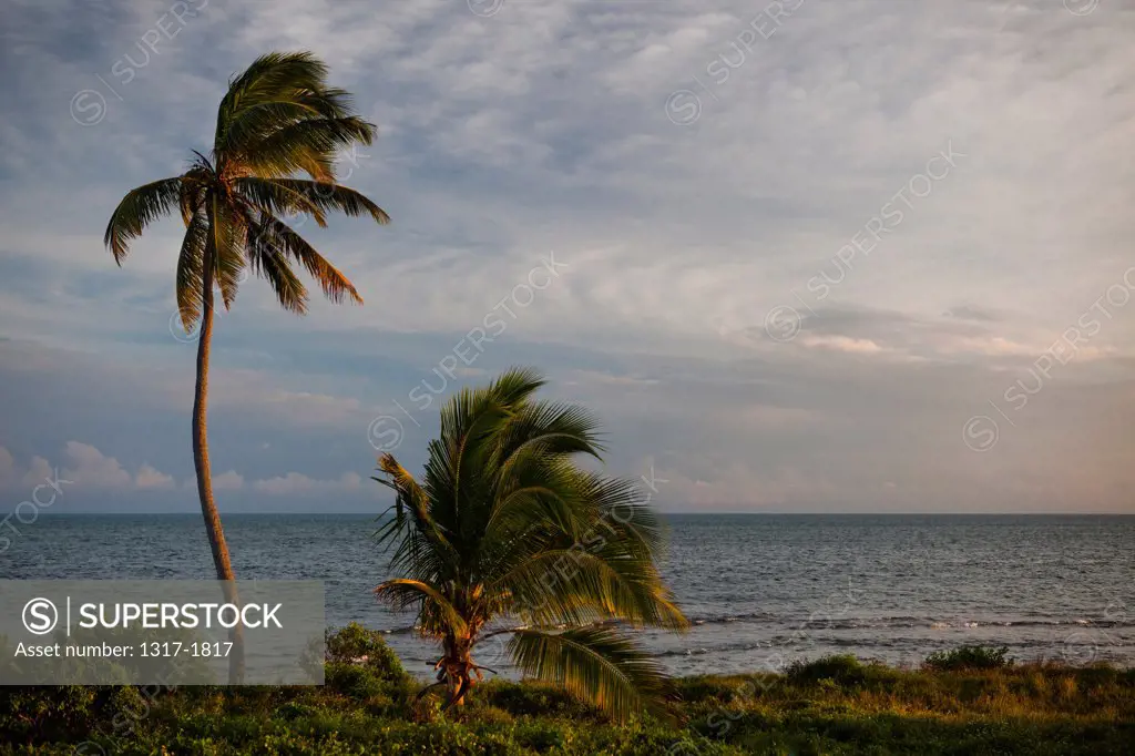 USA, Florida, Bahia Honda Key, Sunlit palm trees