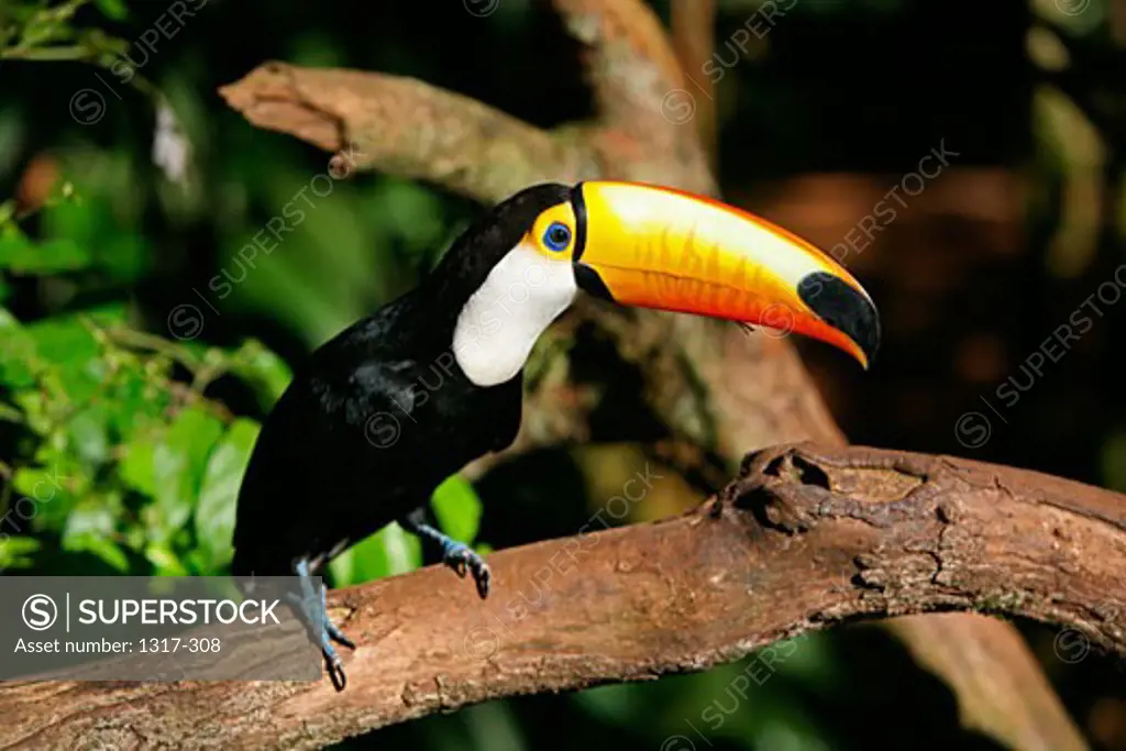 Close-up of a Toco Toucan (Ramphastos toco) perching on a branch