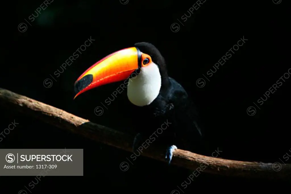 Close-up of a Toco Toucan (Ramphastos toco) perching on a branch, Brazil