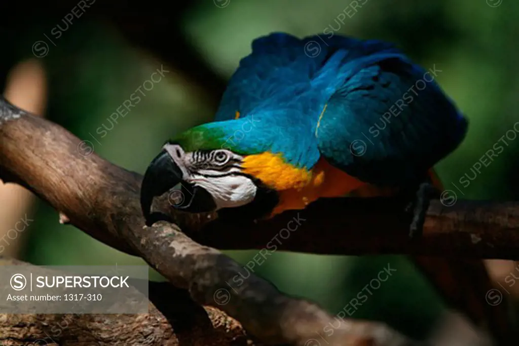Close-up of a Gold and Blue macaw (Ara ararauna) perching on a branch