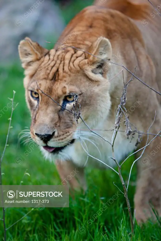 Close-up of a lioness (Panthera leo) running