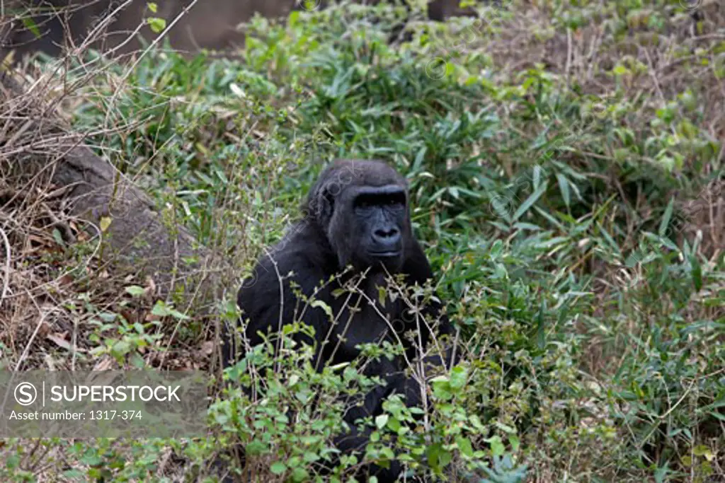 Western Lowland gorilla (Gorilla gorilla gorilla) in a forest