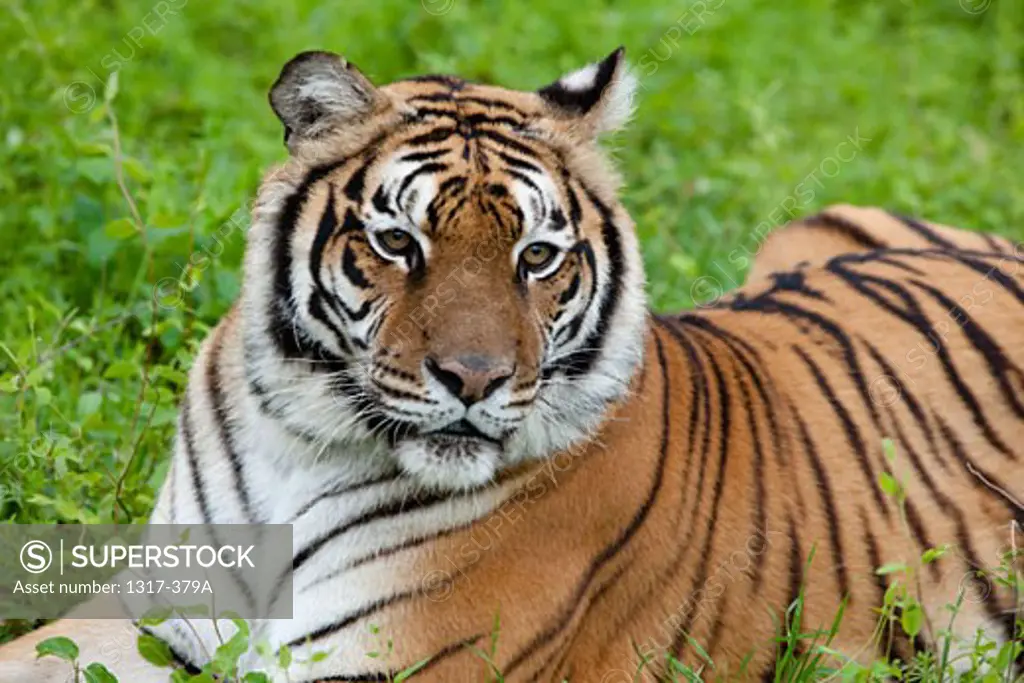 Siberian tiger (Panthera tigris altaica) crouching on the grass