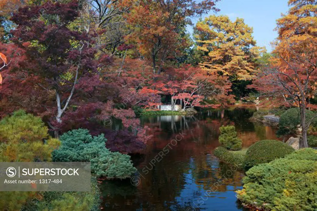 Fall colors in a garden, Japanese Garden, Fort Worth Texas, USA 