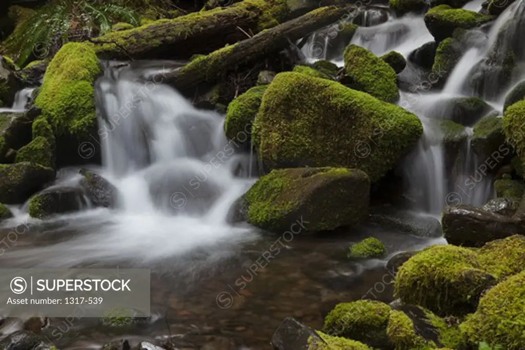 Cascading stream near Sol Duc Falls, Olympic National Park, Washington, USA