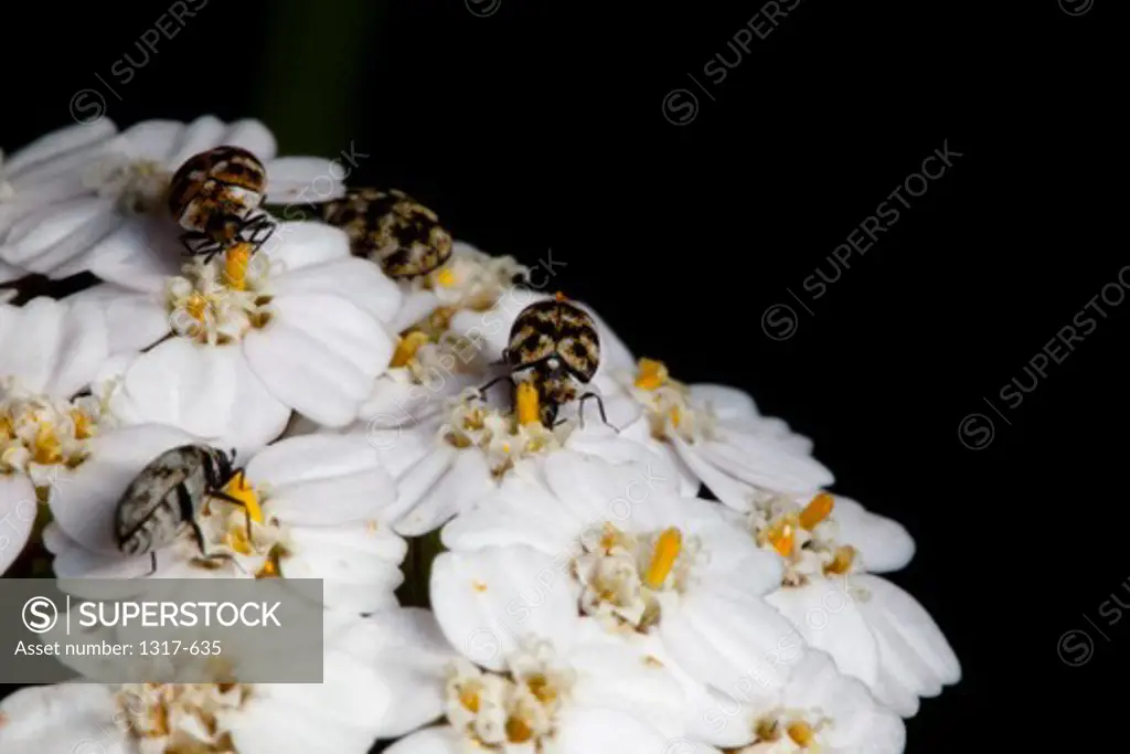 Weevils pollinating flowers